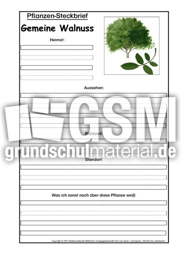 Pflanzensteckbrief-gemeine-Walnuss.pdf
